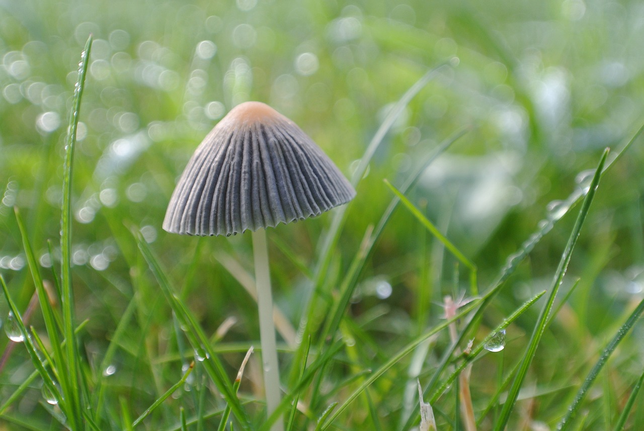 彩蝶魚缸過濾棉半年更換一次（魚缸里的過濾棉多久換一次）