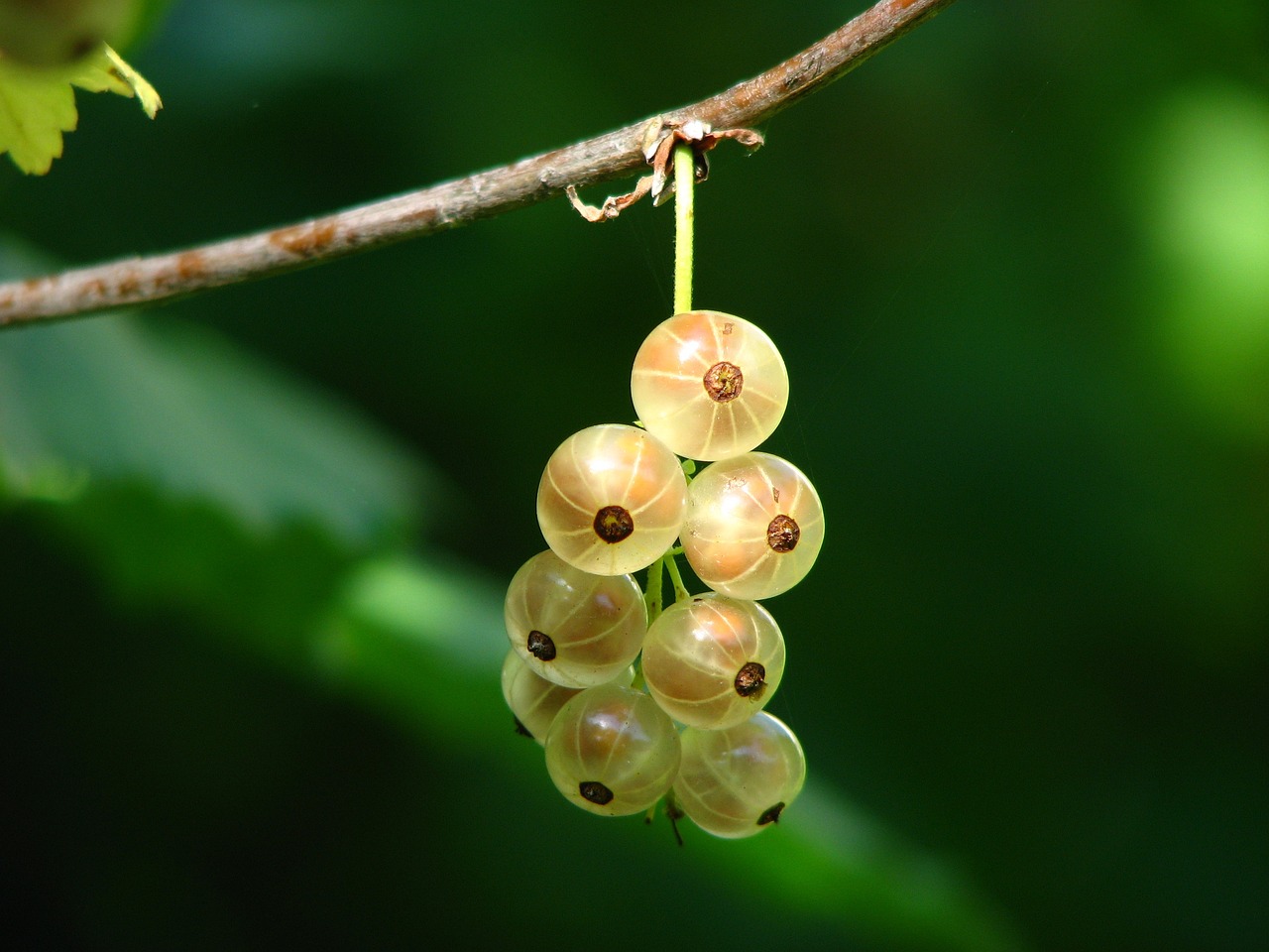 羅漢金花魚苗成長(zhǎng)過程（羅漢魚金花苗生長(zhǎng)過程）