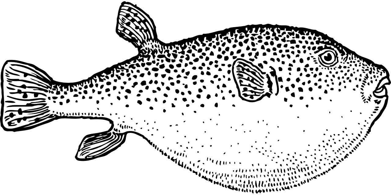 河豚跟狗頭魚(yú)的區(qū)別圖片對(duì)比（狗頭魚(yú)和河豚魚(yú)牙齒誰(shuí)厲害）