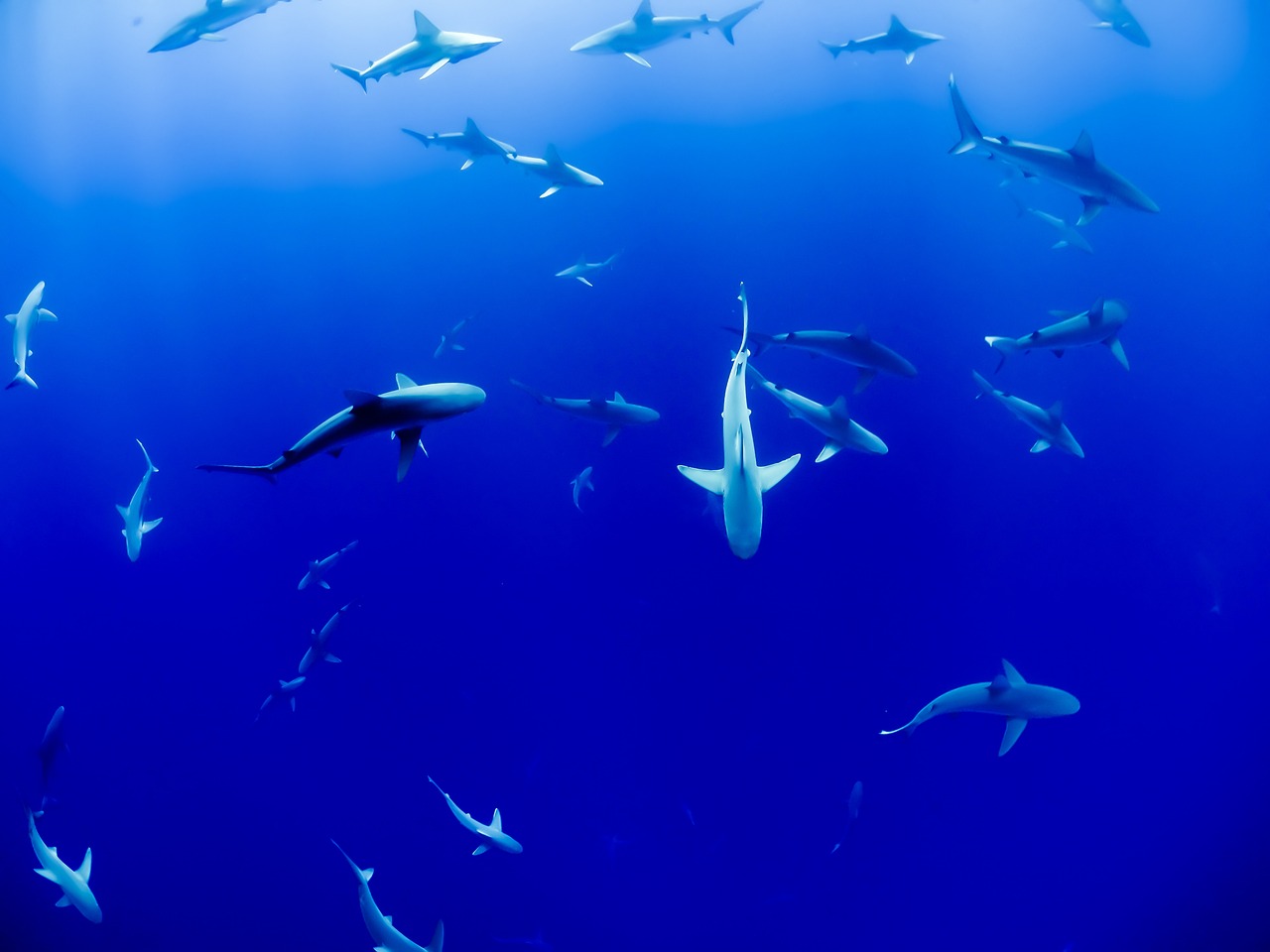 魚缸的背景紙畫法：魚缸的背景紙畫法怎么畫 廣州水族批發(fā)市場(chǎng) 第3張