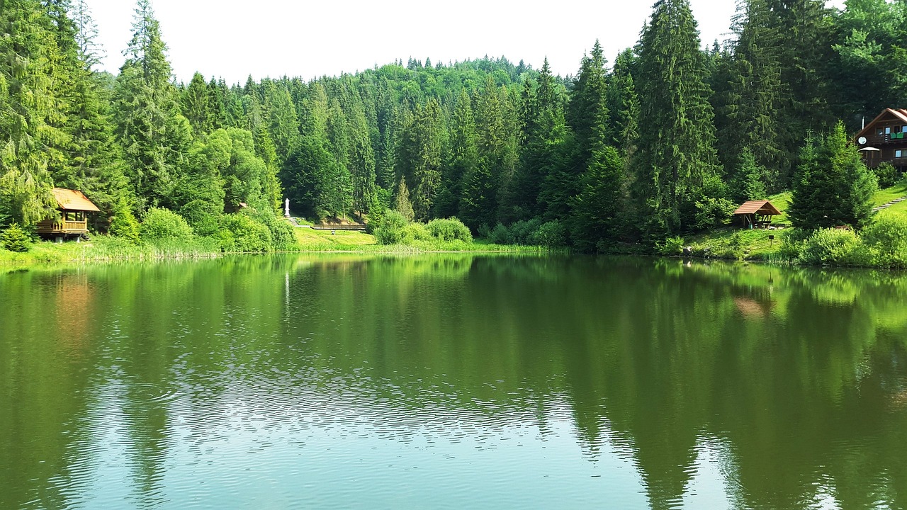 金魚(yú)缸綠水是好是壞（金魚(yú)魚(yú)缸水發(fā)綠）