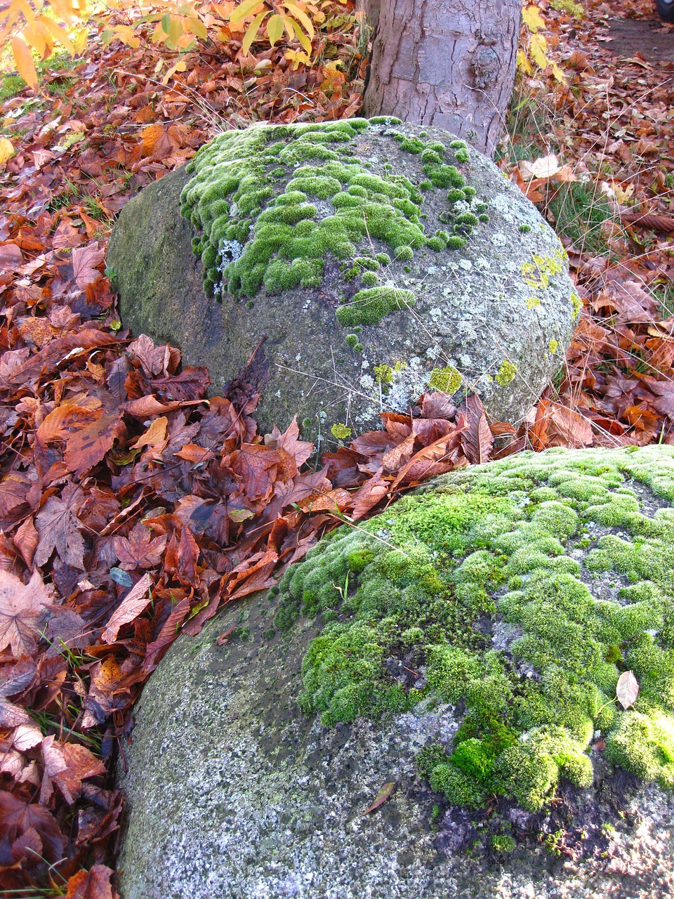 魚缸內(nèi)綠苔如何清理干凈（魚缸里的綠苔怎么清洗） 龍魚專用燈 第1張