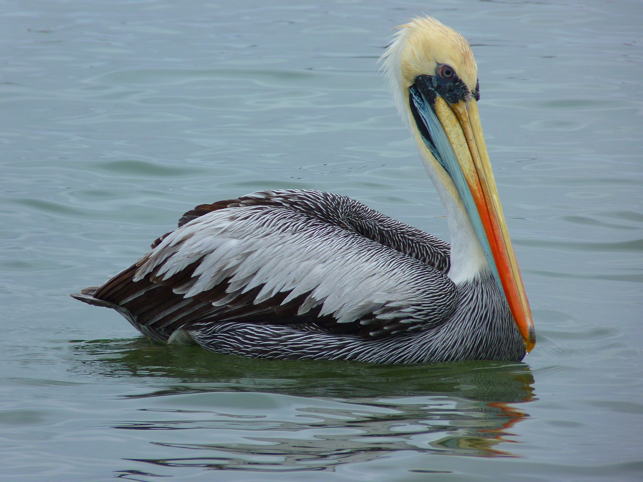 龍魚(yú)配魚(yú)圖片欣賞大全（龍魚(yú)配魚(yú)圖片欣賞大全大圖）