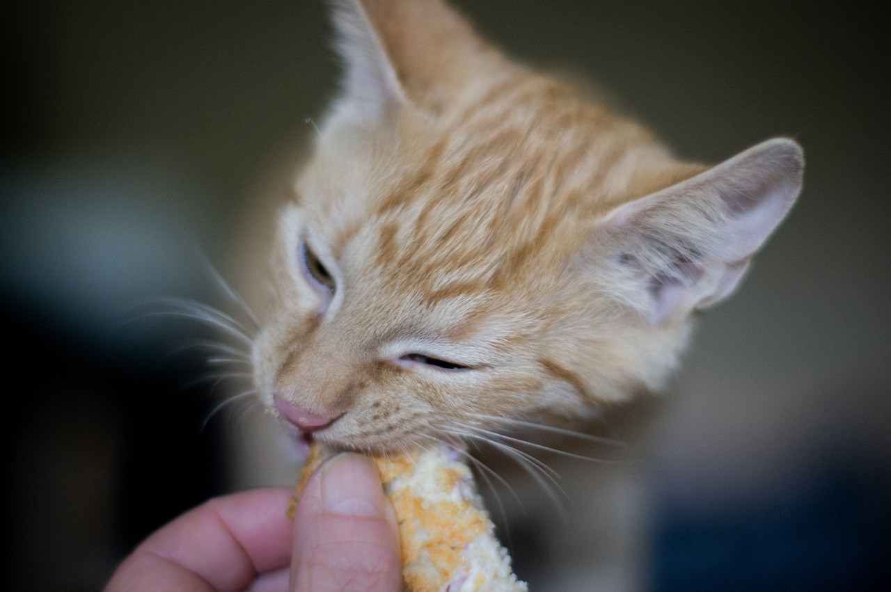 虎魚喂飼料到底好不好呢視頻（虎魚一般喂什么）