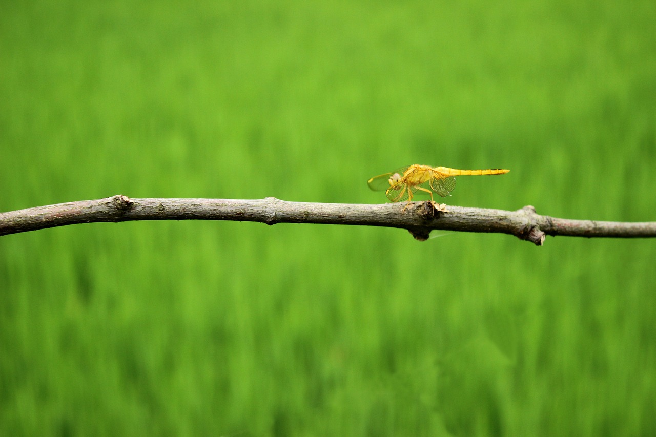 藍(lán)色金魚缸適合飼養(yǎng)什么魚藍(lán)色金魚缸適合飼養(yǎng)什么魚，如何選擇藍(lán)色的金魚缸