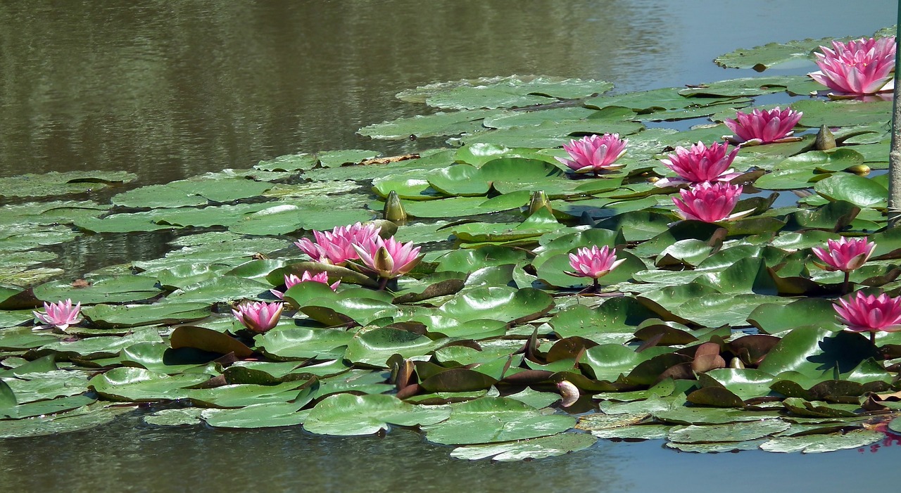 奎文區(qū)東關(guān)壹號(hào)水族生態(tài)魚(yú)缸店（奎文區(qū)東關(guān)壹號(hào)水族生態(tài)魚(yú)缸店電話） 全國(guó)水族館企業(yè)名錄 第1張