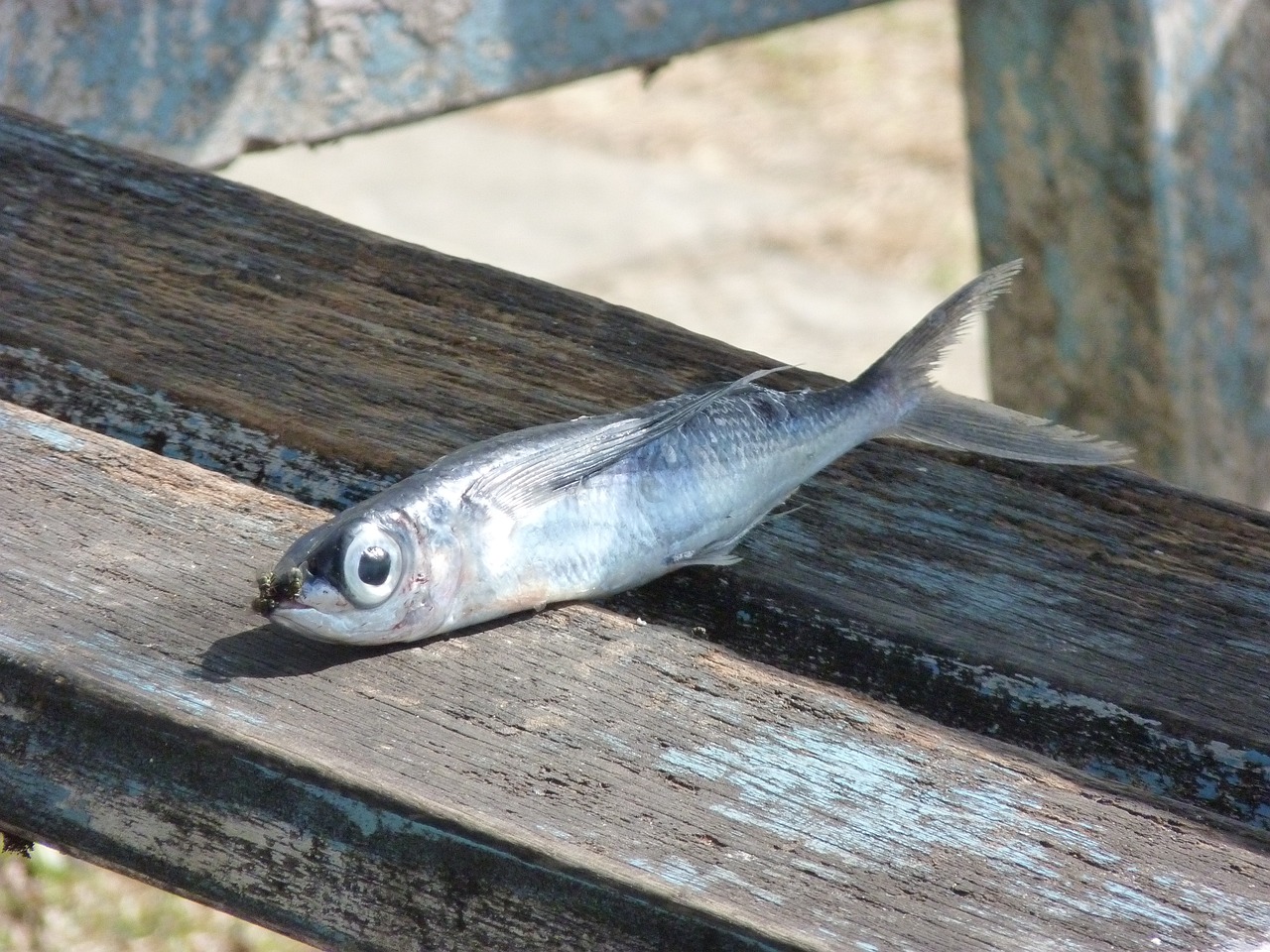 朱巴利魚為什么容易死（紅箭魚容易死） 朱巴利魚 第3張