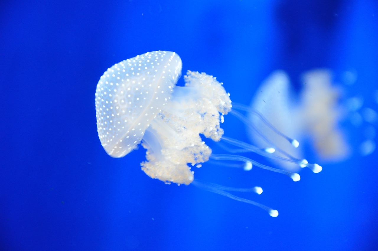 運城水族館:這兩天不開燈的時候會趴缸 斑馬鴨嘴魚苗 第2張