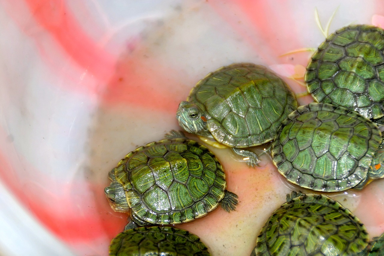 濮陽水族館:血鸚鵡之春季疾病治療 鸚鵡魚 第3張