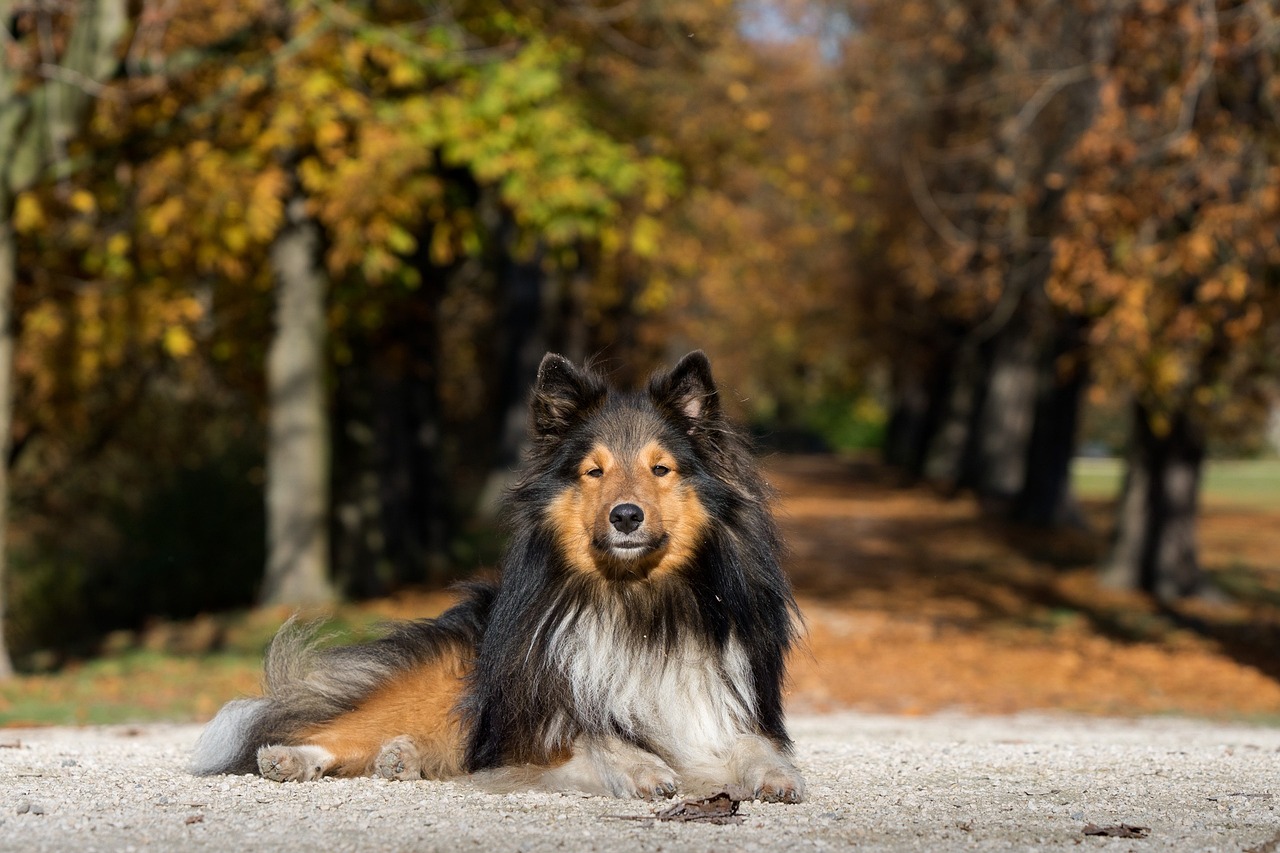 圣伯納犬價(jià)格：圣伯納犬幼崽多少錢一只 狗狗（犬） 第3張