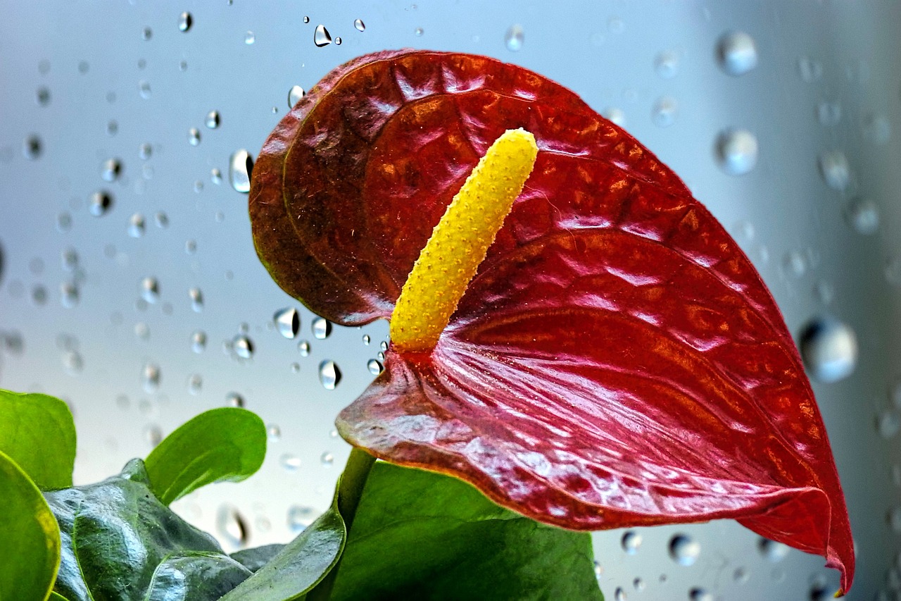 紅金花羅漢魚苗圖片欣賞（金花紅馬羅漢魚）