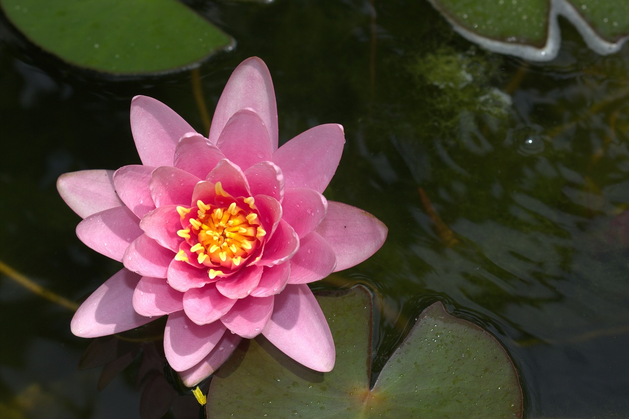 金花羅漢魚能活幾年嗎（金花羅漢魚幾個(gè)月成熟） 羅漢魚 第2張