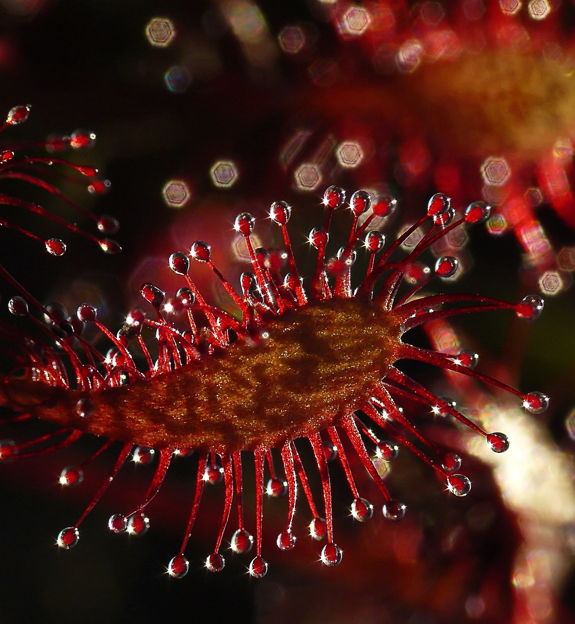 紅色的龍魚多少錢一只（紅色的龍魚多少錢一只圖片）