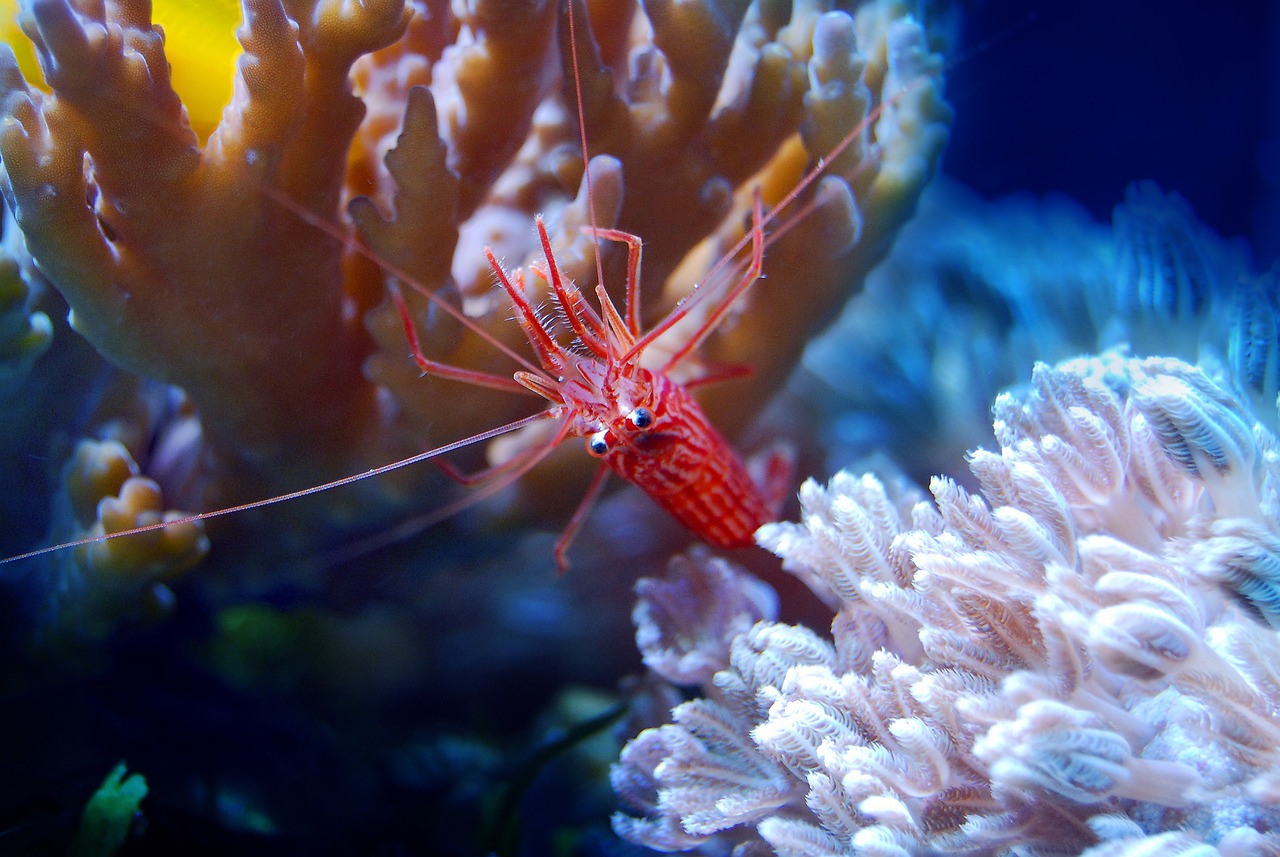 紅龍魚的最佳混養(yǎng)魚池：紅龍魚的最佳混養(yǎng)魚池是什么