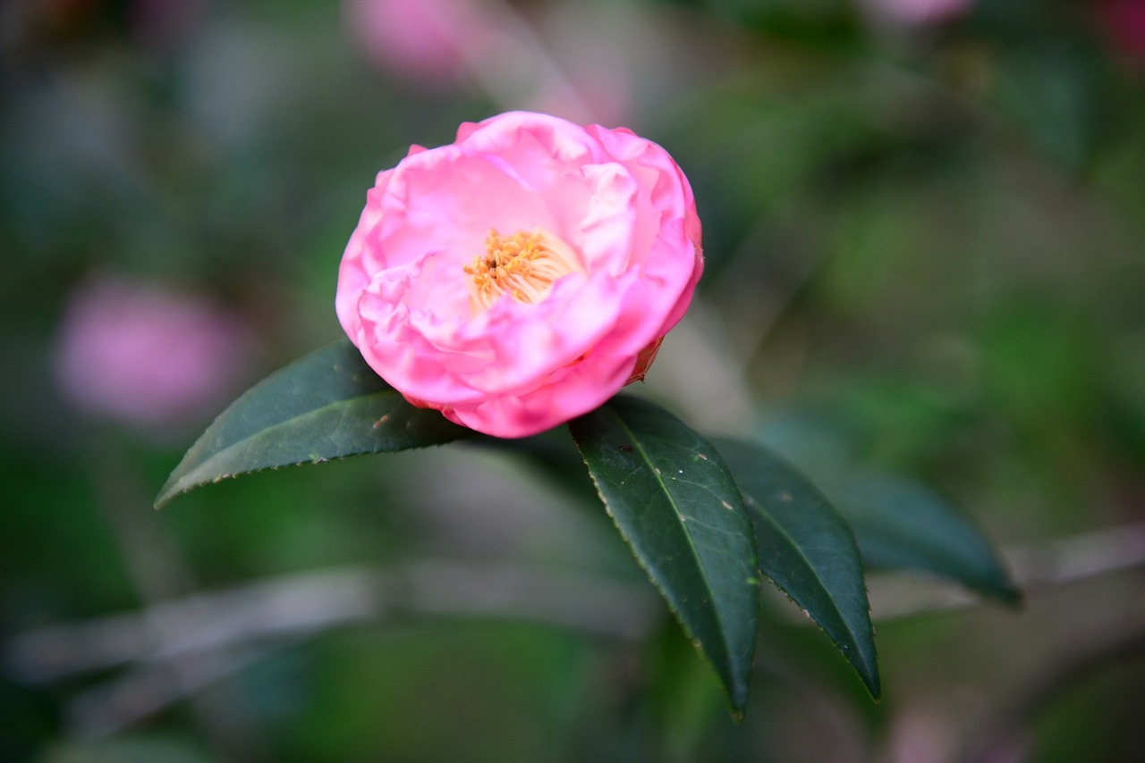 臨沂美辰花藝有限公司（臨沂美辰花藝有限公司怎么樣） 全國水族館企業(yè)名錄 第3張