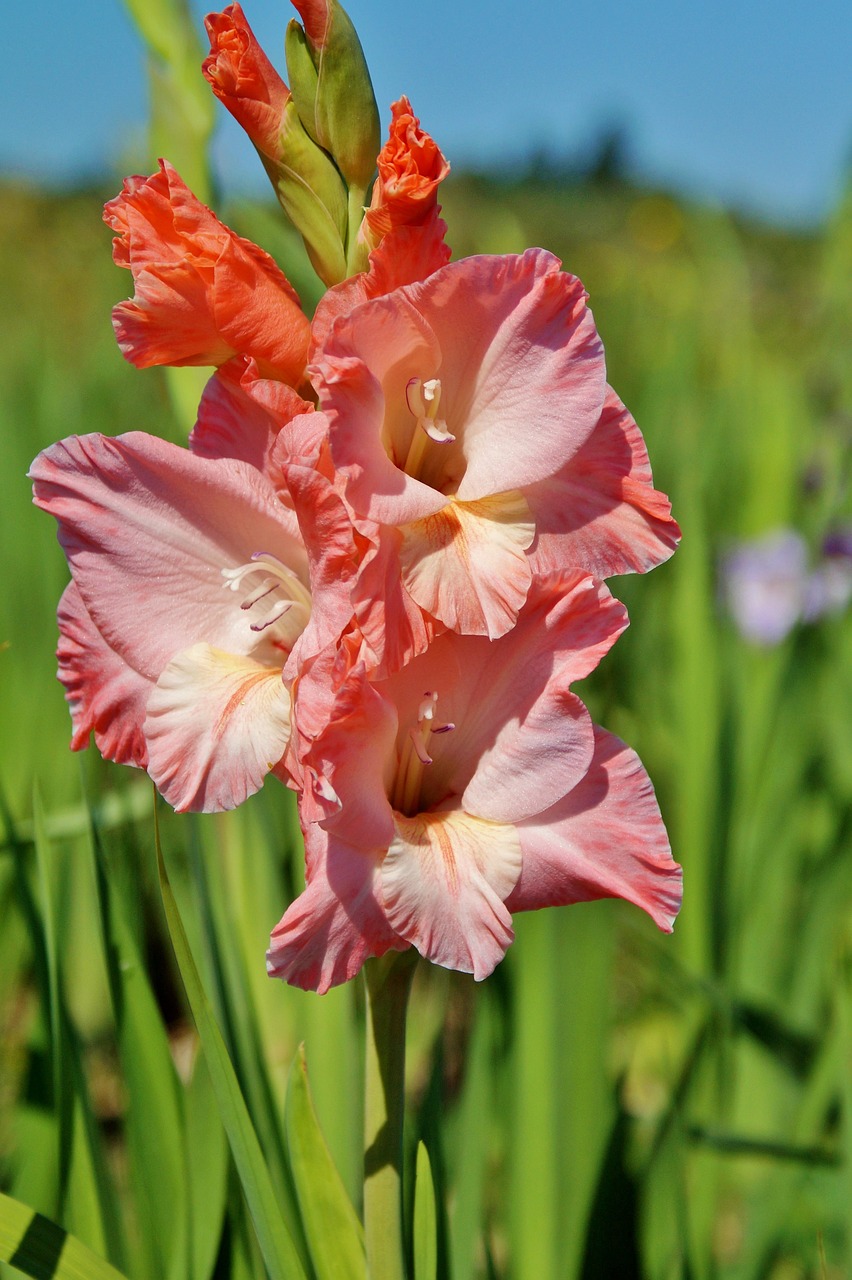 藍(lán)茉莉花怎么養(yǎng)才能開花（墨蘭花怎么養(yǎng)才能開花） 蘇虎苗（蘇門答臘虎魚苗） 第2張