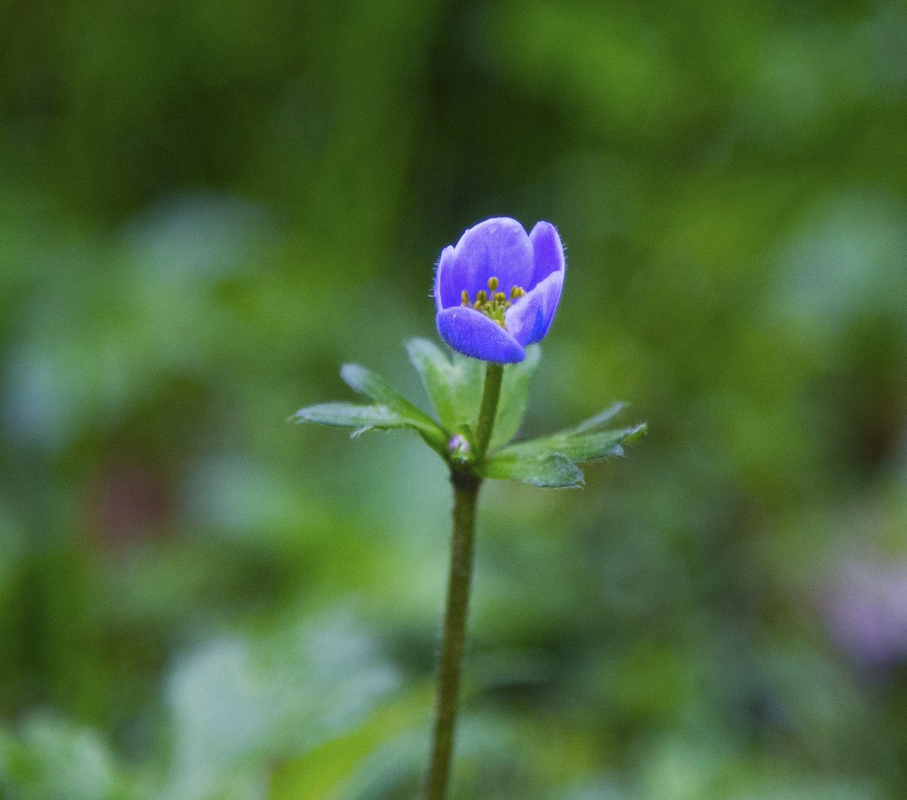 藍(lán)茉莉花怎么養(yǎng)才能開花（墨蘭花怎么養(yǎng)才能開花） 蘇虎苗（蘇門答臘虎魚苗） 第3張