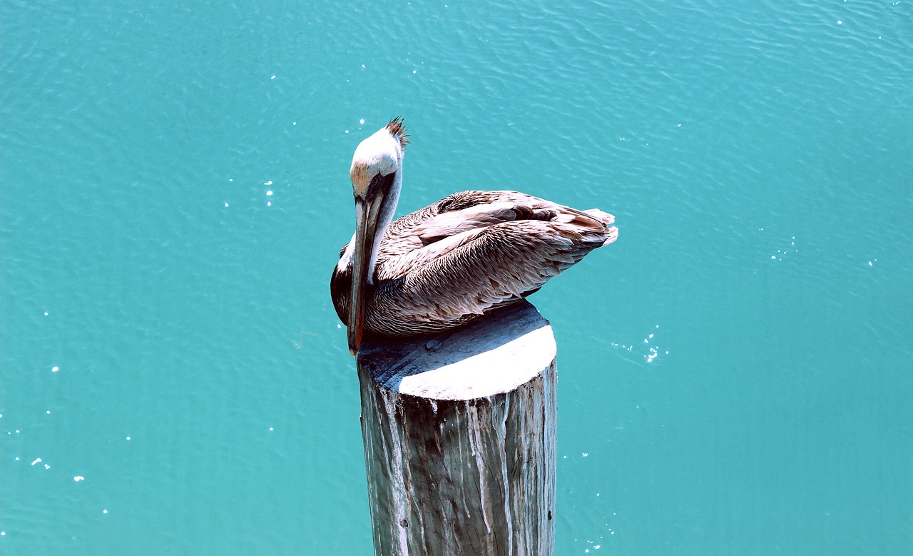 龍魚(yú)有什么含義和寓意（龍魚(yú)的象征意義） 招財(cái)戰(zhàn)船魚(yú) 第1張