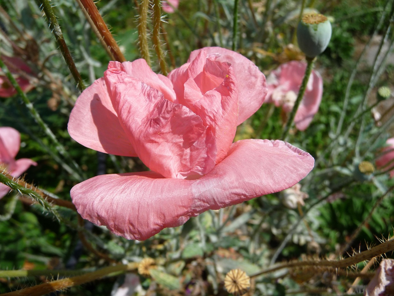 鳳陽雅致花卉有限公司（鳳陽雅致花卉有限公司招聘）