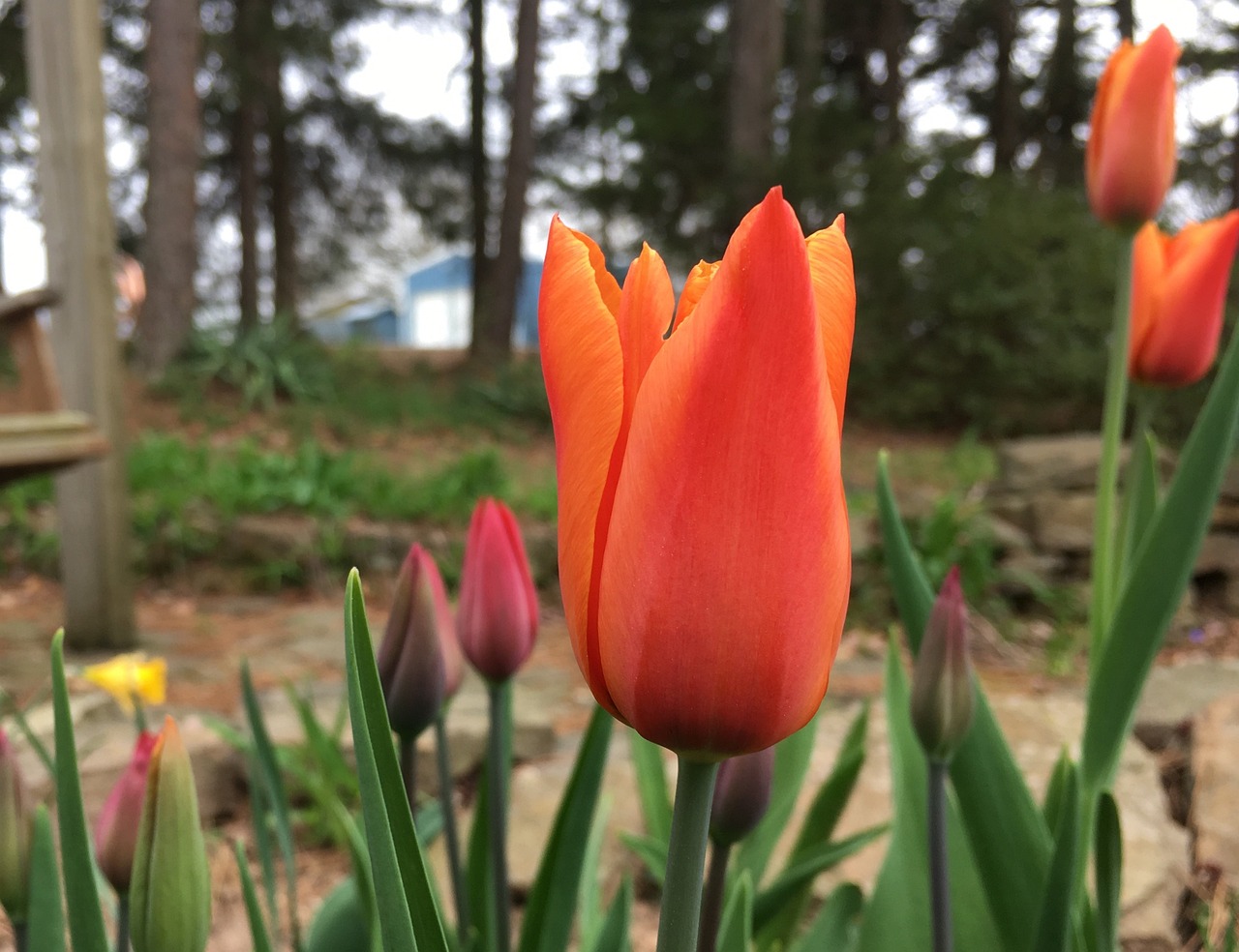 北京市海淀區(qū)金望澤花卉市場黃虎水族經(jīng)營部