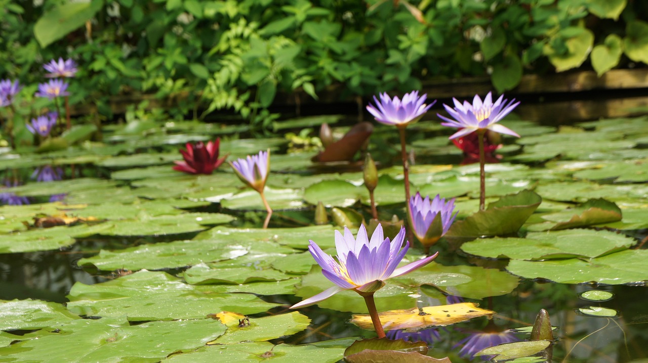 銅錢(qián)草種魚(yú)缸怎么種的（銅錢(qián)草種魚(yú)缸怎么種的好） 觀賞魚(yú) 第5張