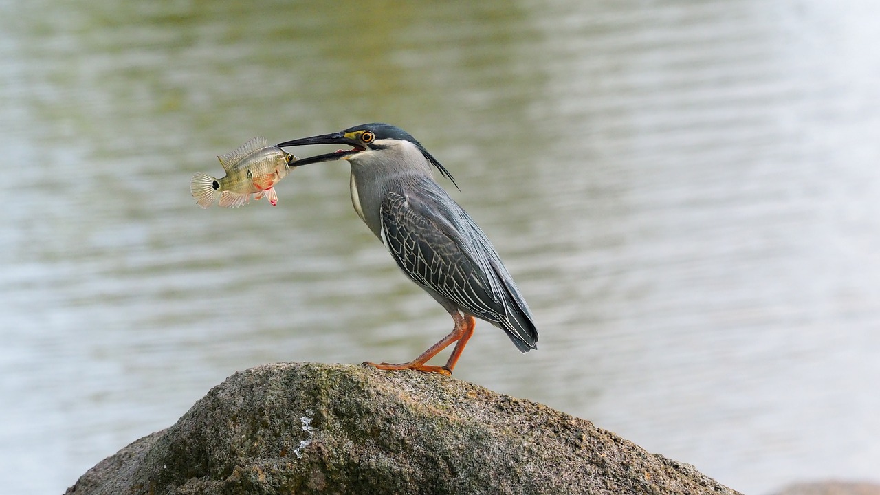 紅尾河虎魚和什么魚混養(yǎng)(虎魚和紅寶石魚混養(yǎng)) 虎魚百科 第4張