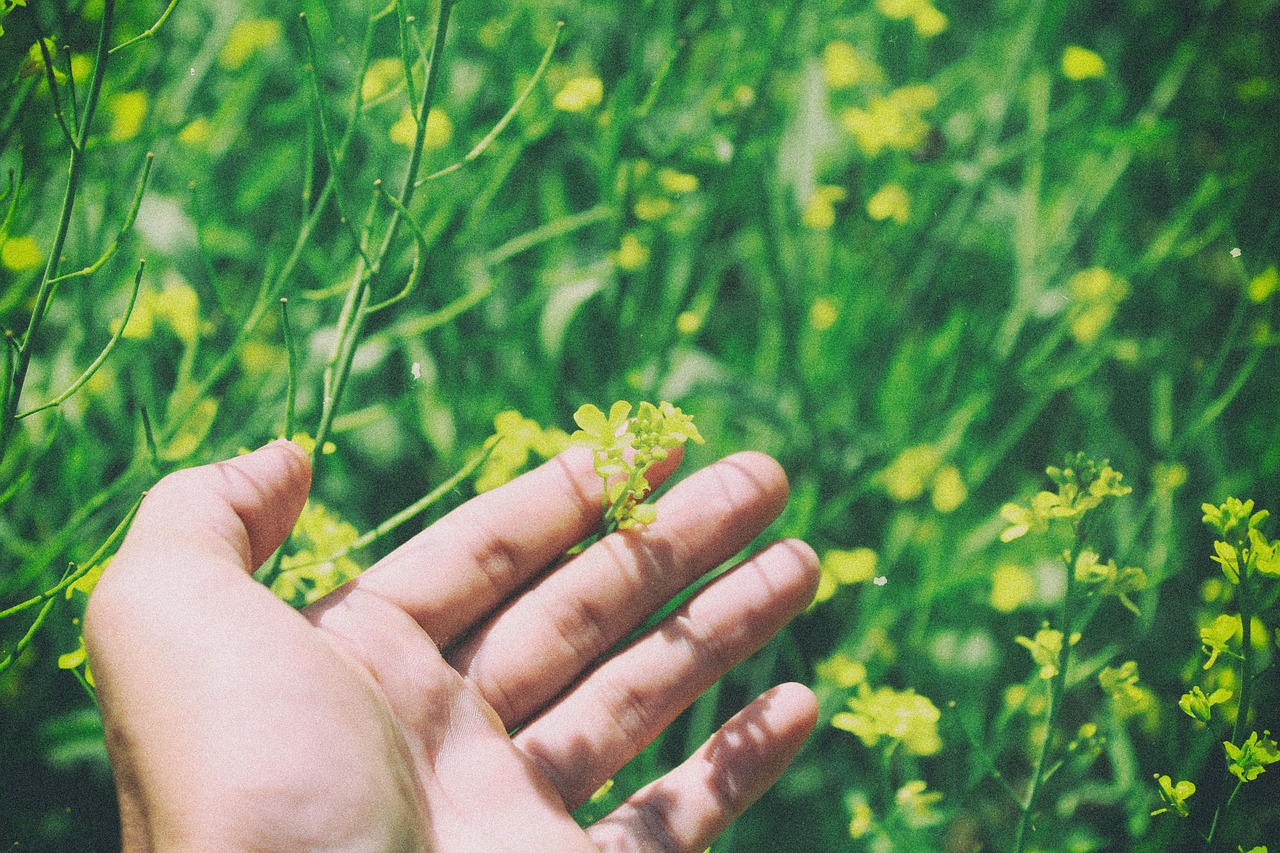 特別喜歡三紋虎不吃泥鰍段怎么辦 印尼三紋虎 第4張