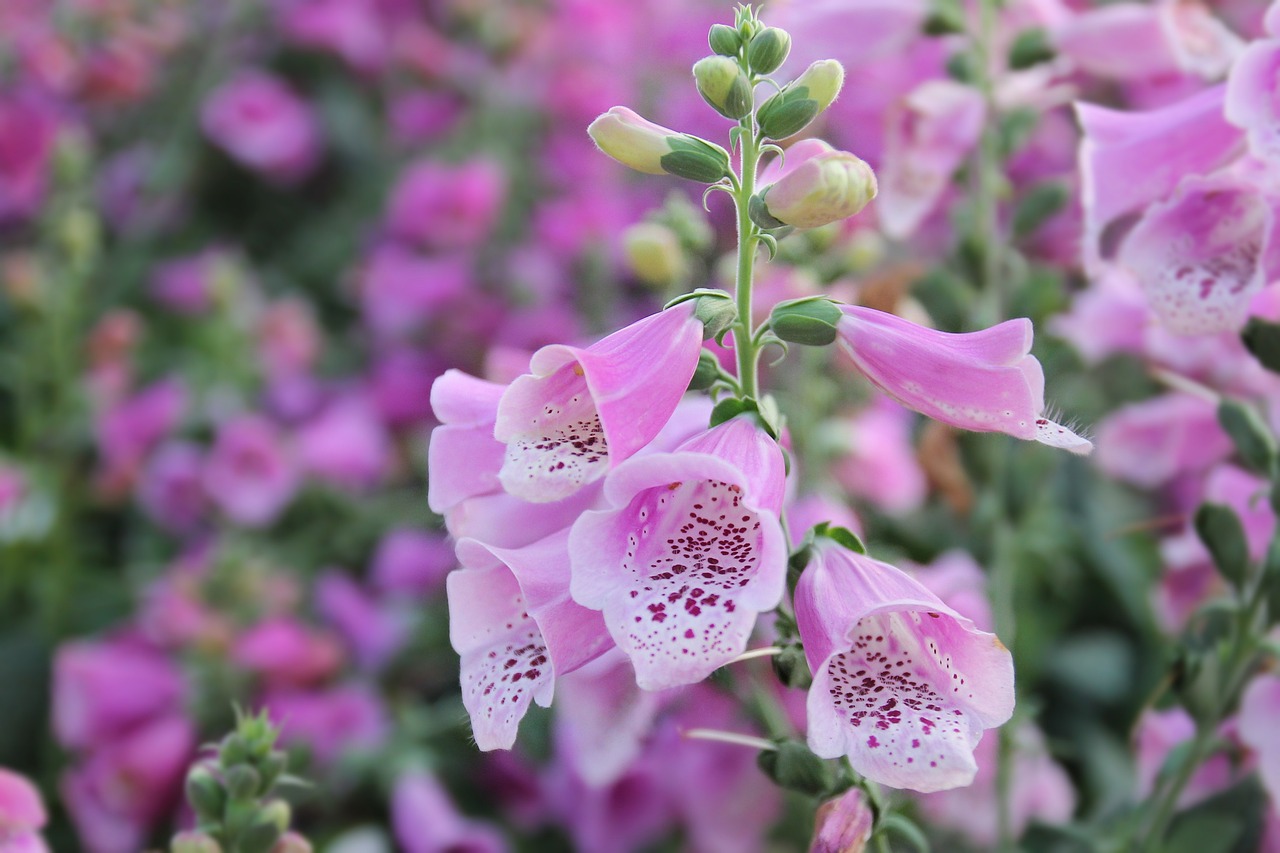 固原市原州區(qū)芳草花卉種植園（固原市原州區(qū)芳草花卉種植園地址） 全國水族館企業(yè)名錄 第2張