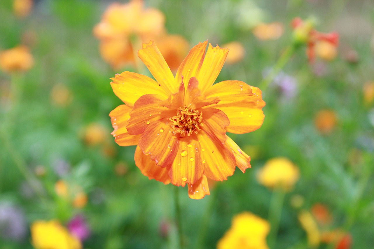 固原市原州區(qū)芳草花卉種植園（固原市原州區(qū)芳草花卉種植園地址） 全國水族館企業(yè)名錄 第3張