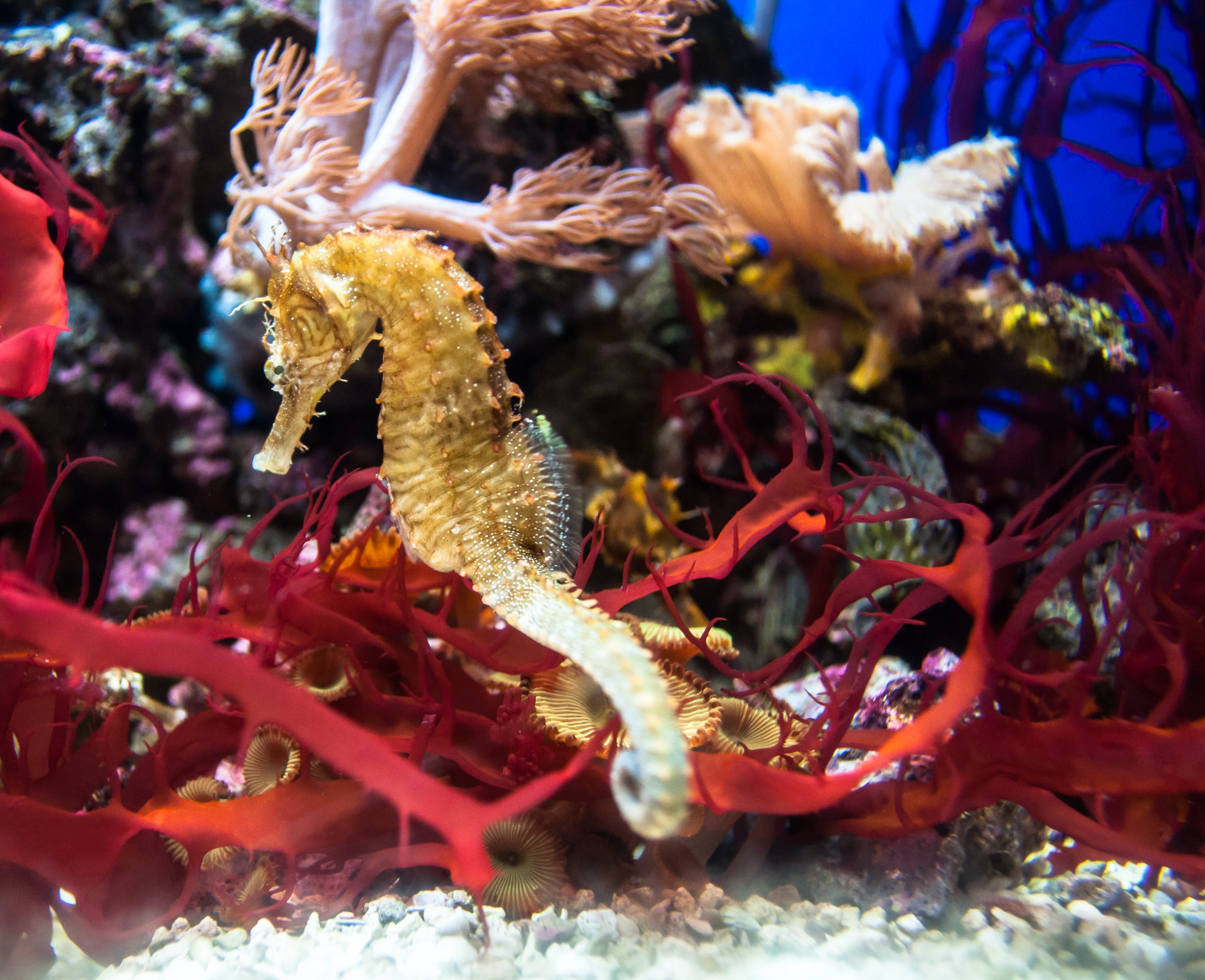 江北區(qū)水虎水族館