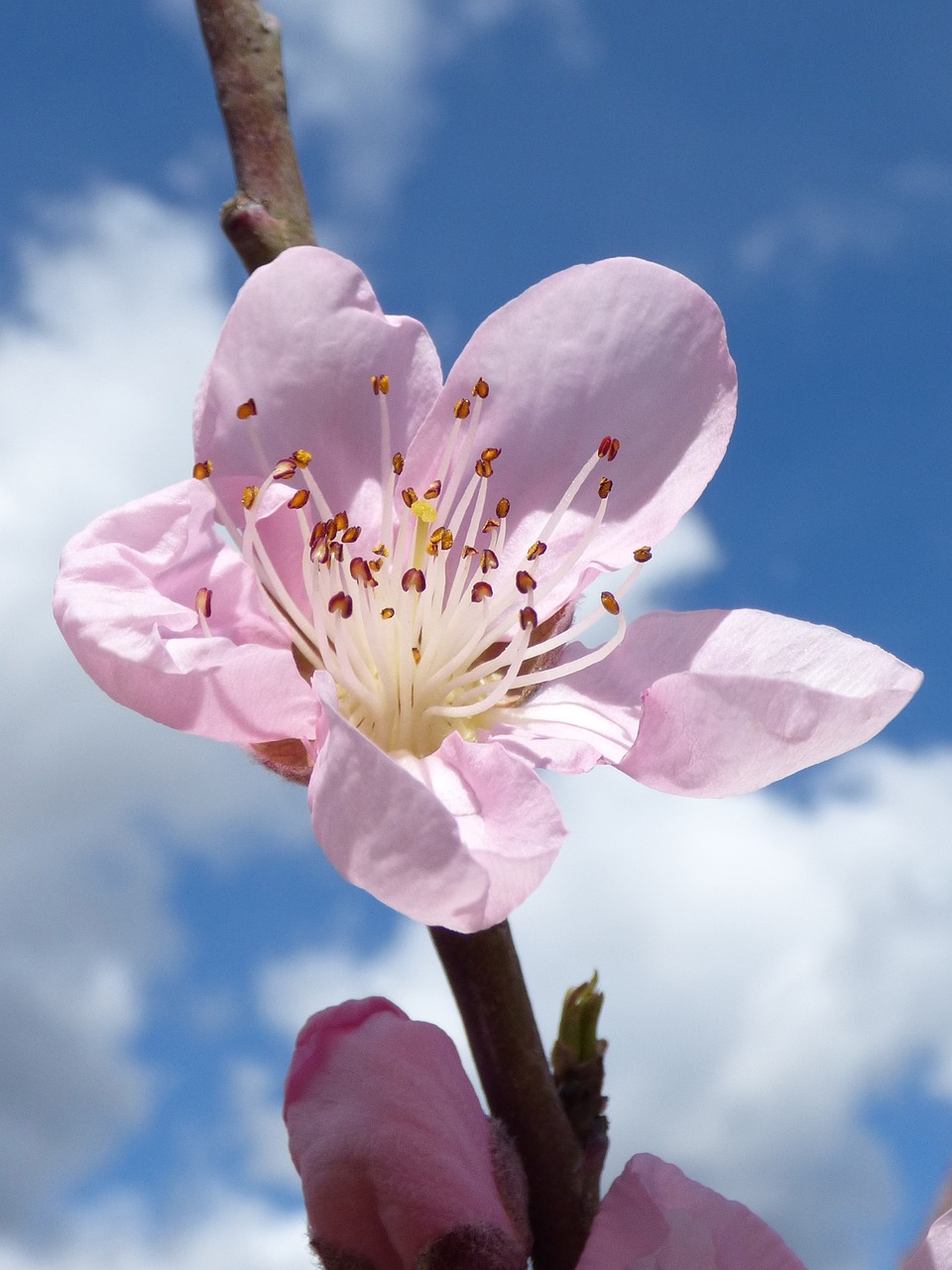 上饒市廣豐區(qū)梔子花開(kāi)花藝生活館