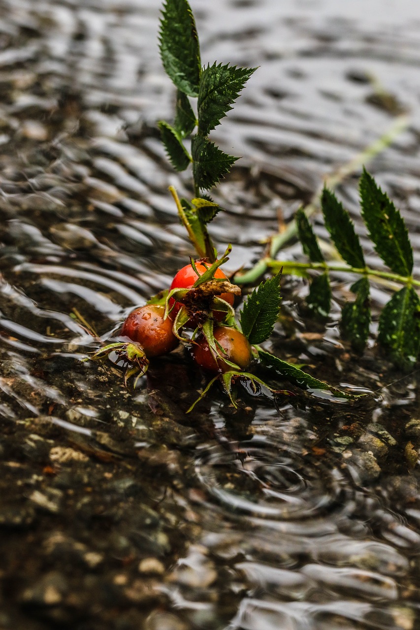 印尼虎魚廣東魚友圈 虎魚百科 第2張