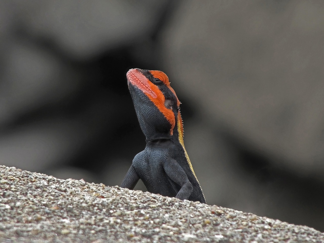 印尼虎魚飼養(yǎng)方法(印尼虎魚生活環(huán)境)