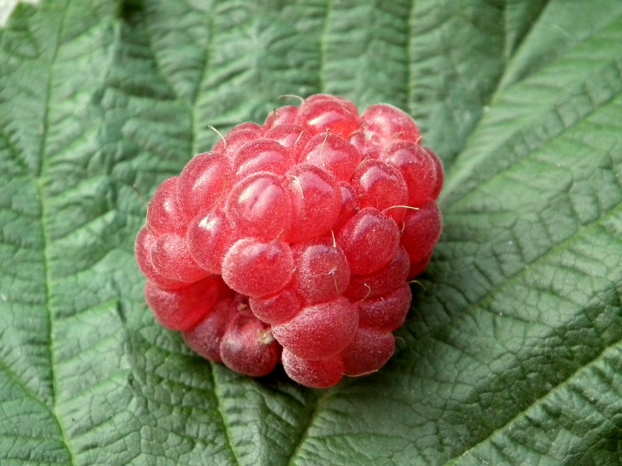 涿鹿花寵園花卉店