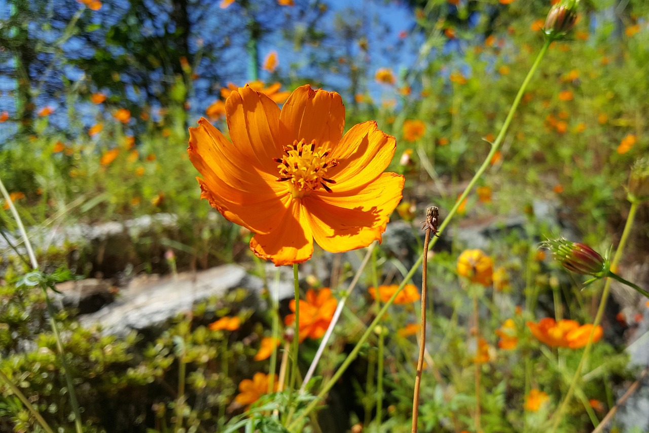 龍陵縣龍山鎮(zhèn)金不換花藝造景店