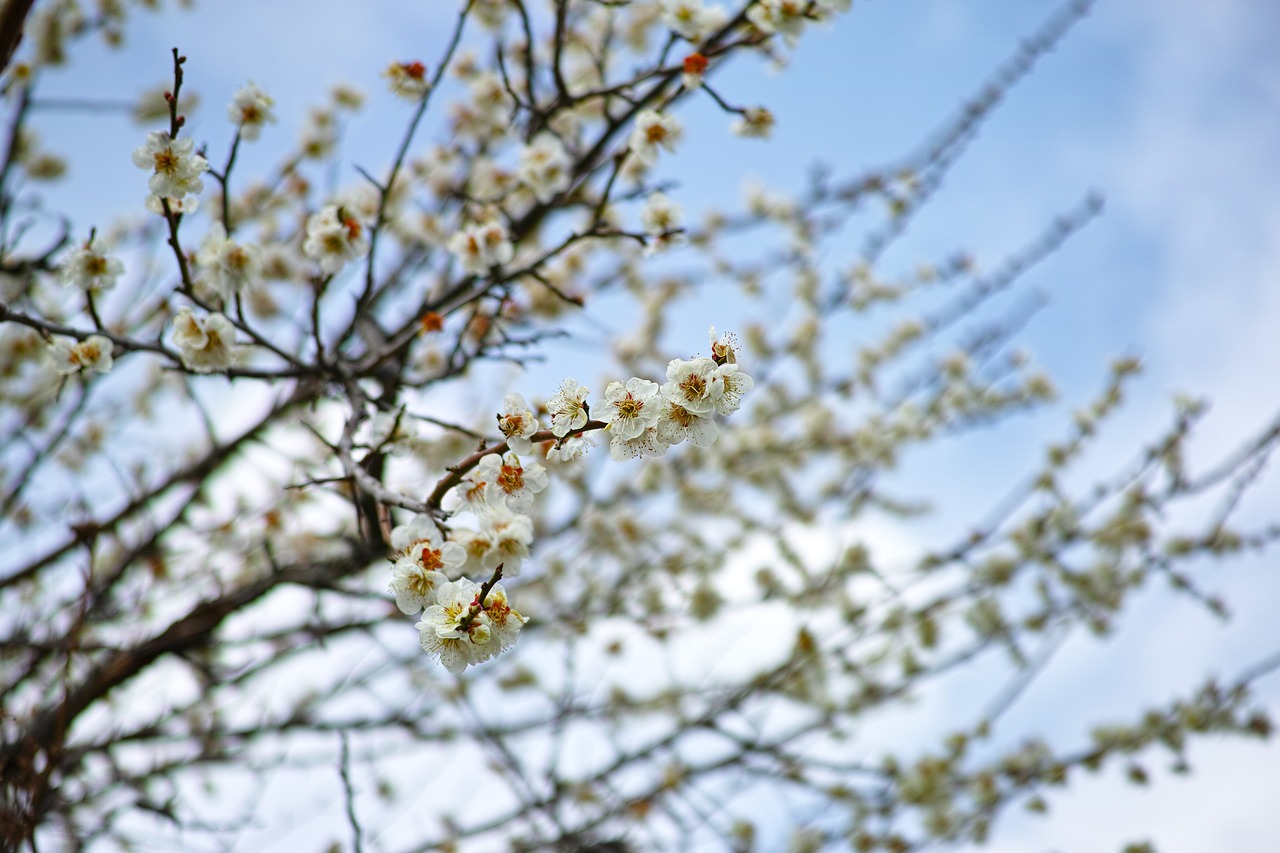 昆明市官渡區(qū)鹿兒森花藝造景工作室（昆明市官渡區(qū)鹿兒森花藝造景工作室地址） 全國水族館企業(yè)名錄 第1張