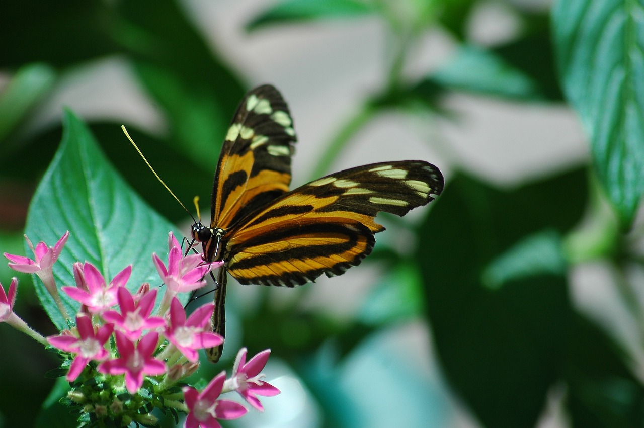 廣州芳村花鳥(niǎo)魚(yú)蟲(chóng)批發(fā)市場(chǎng)地址在哪里