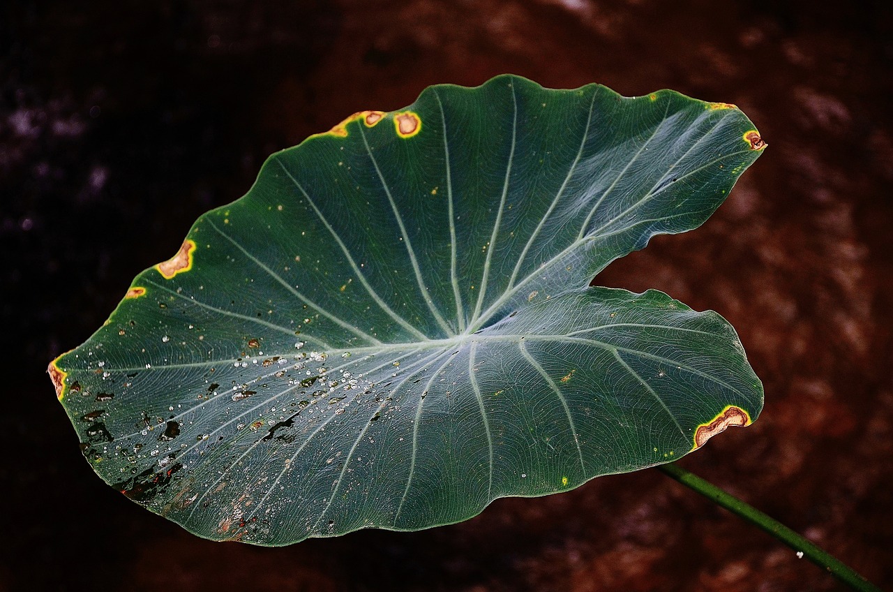 北京觀賞魚(yú)繁殖場(chǎng)地（北京觀賞魚(yú)繁殖場(chǎng)地在哪）