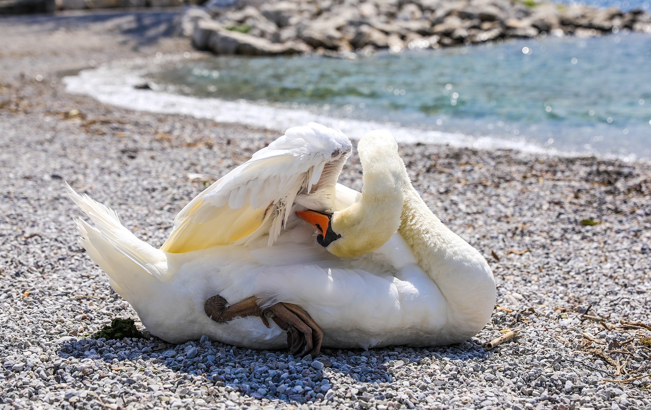 虎魚拉白色的便 虎魚百科