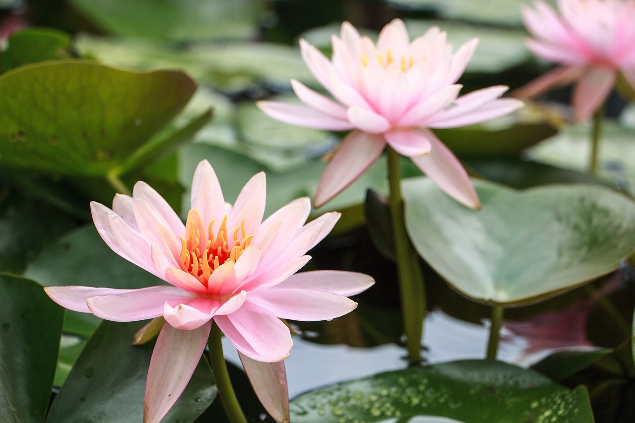 柳河縣柳河鎮(zhèn)友花友魚(yú)盆景花卉店 全國(guó)水族館企業(yè)名錄 第3張