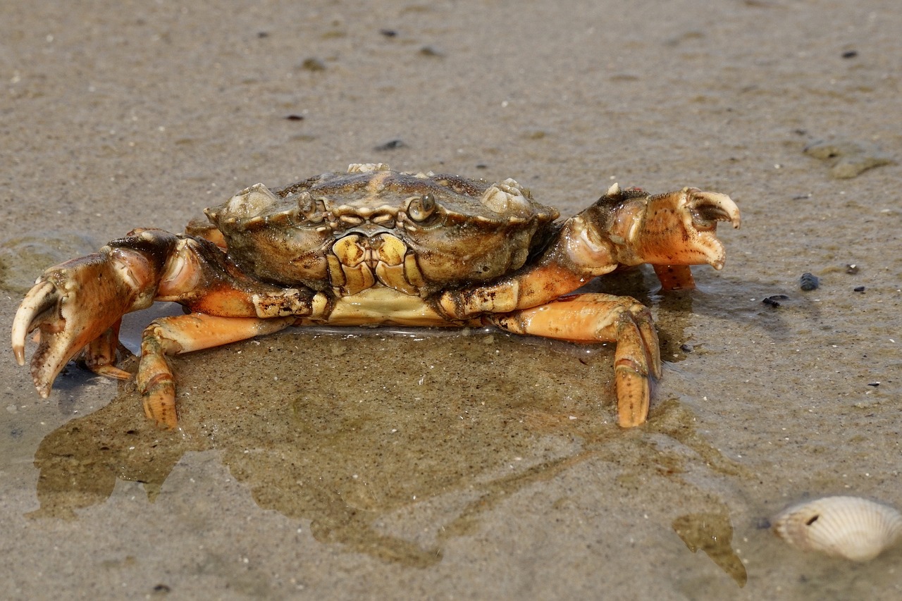 金龍魚的飼養(yǎng)秘籍（金龍魚的飼養(yǎng)秘籍是什么）