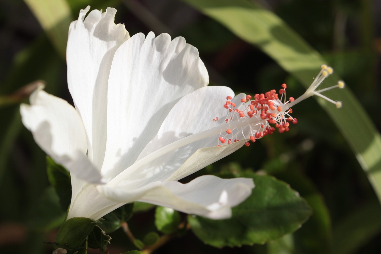 香香寵物花木店（香香花藝鮮花店）