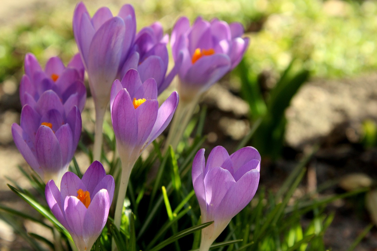 阜新蒙古族自治縣阜新鎮(zhèn)志強(qiáng)花卉觀賞魚養(yǎng)殖中心（阜新市花鳥魚市場(chǎng)在哪?）