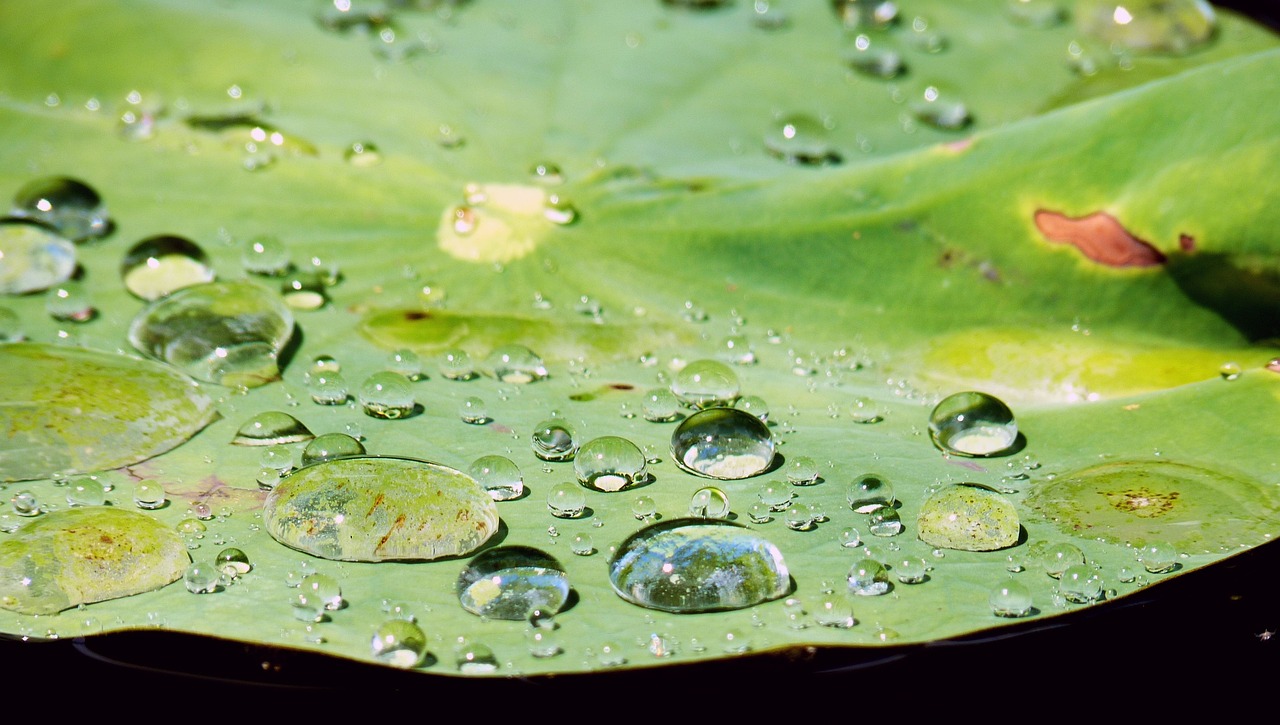 魚缸放蝦好嗎風(fēng)水好嗎（魚缸放蝦好嗎風(fēng)水好嗎視頻） 魚缸風(fēng)水 第4張