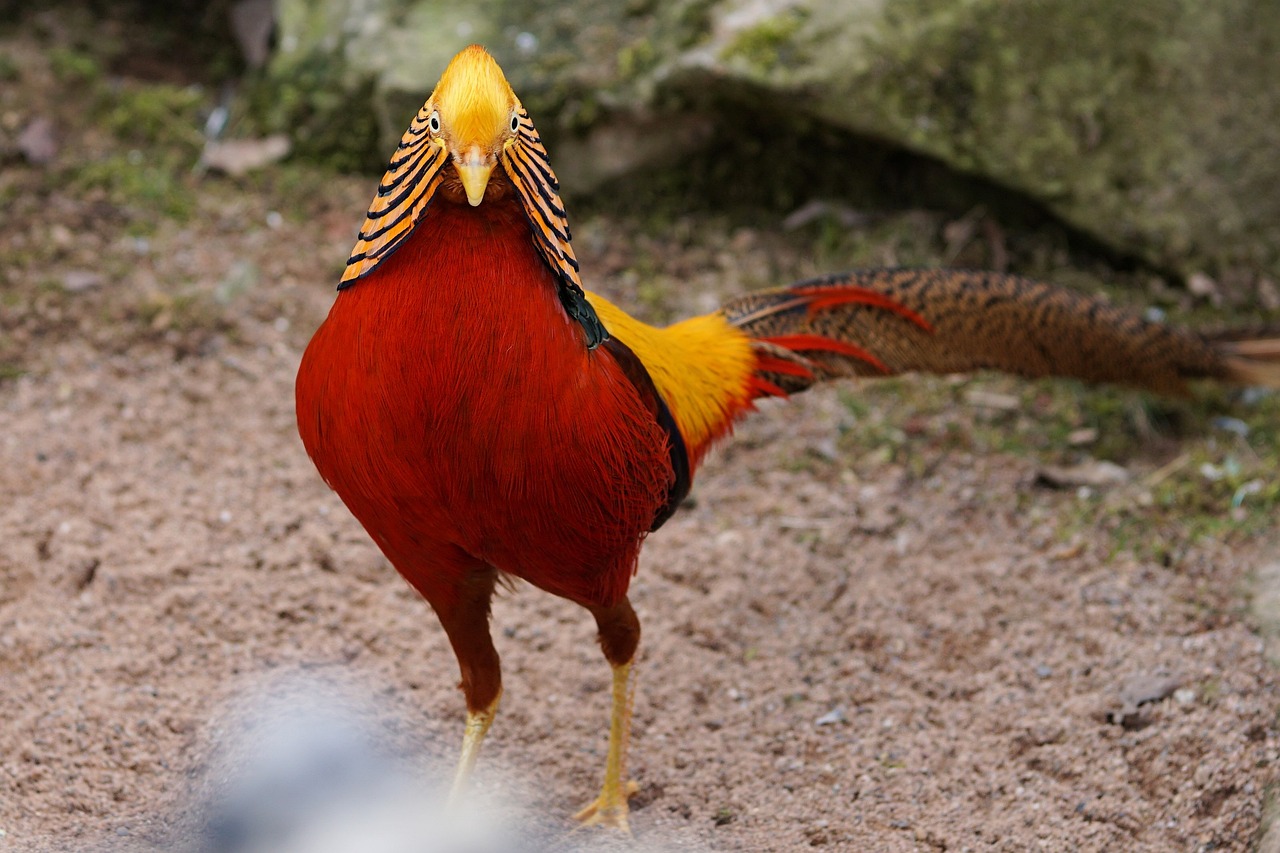 百鳥之王是什么鳥？ 觀賞蝦蟹等飼料 第1張