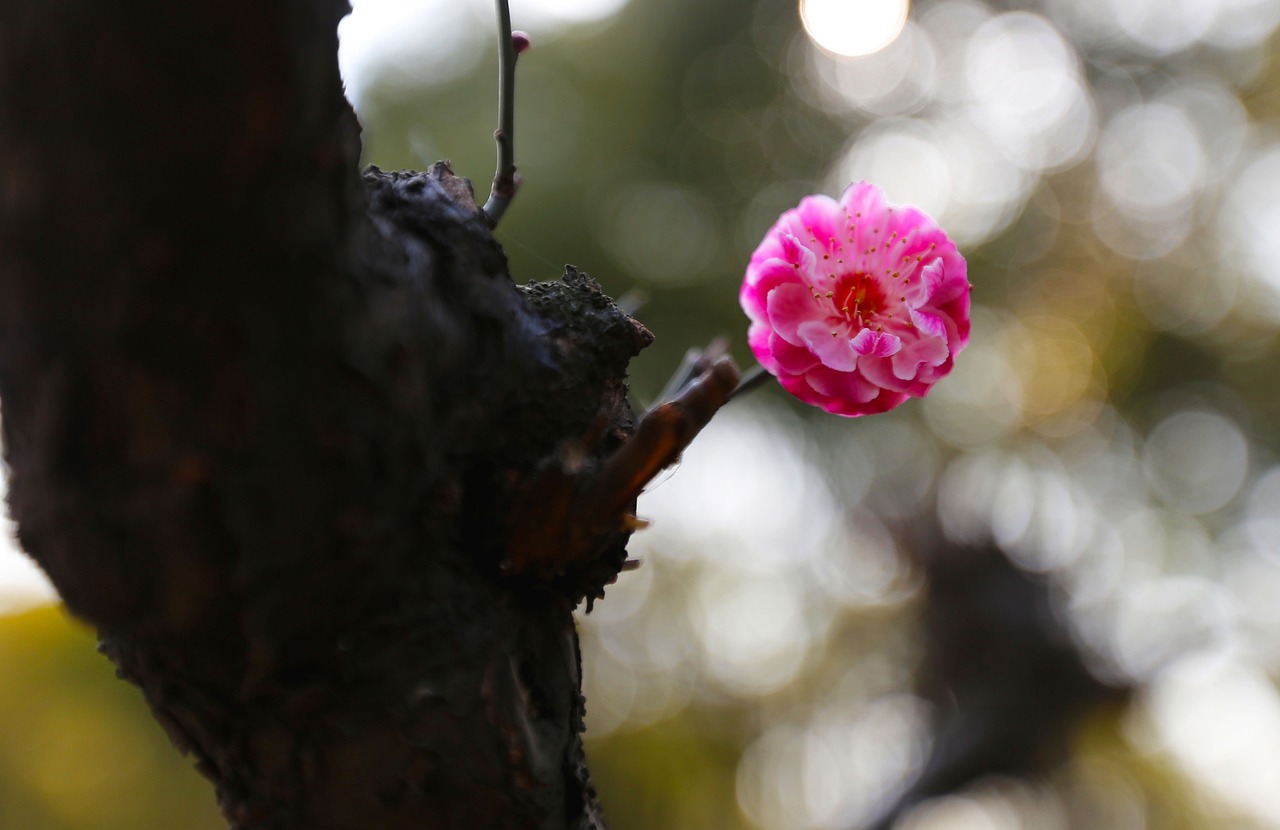 佳木斯市東風(fēng)區(qū)花之語(yǔ)花卉廳