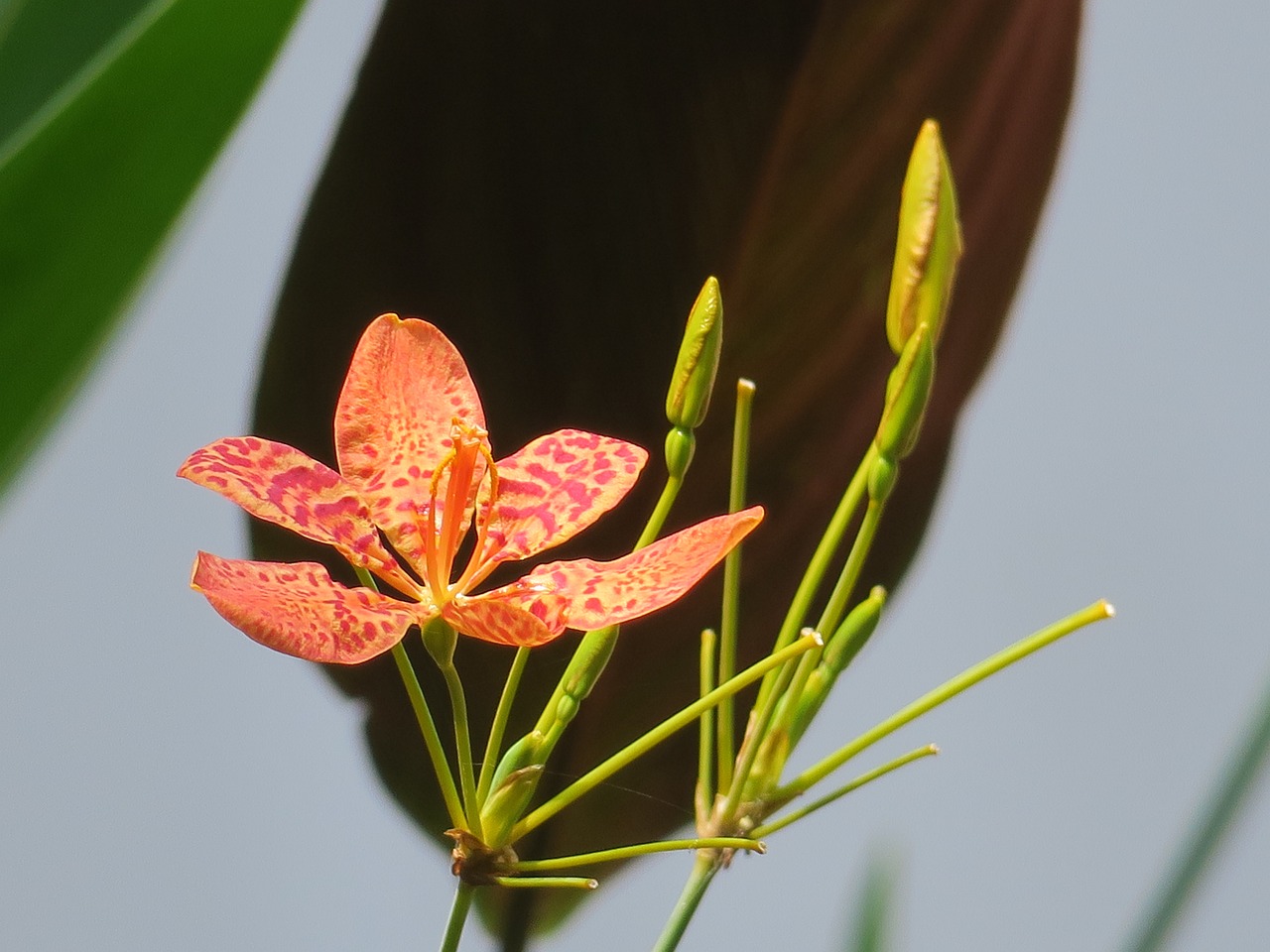 佳木斯市東風(fēng)區(qū)花之語(yǔ)花卉廳