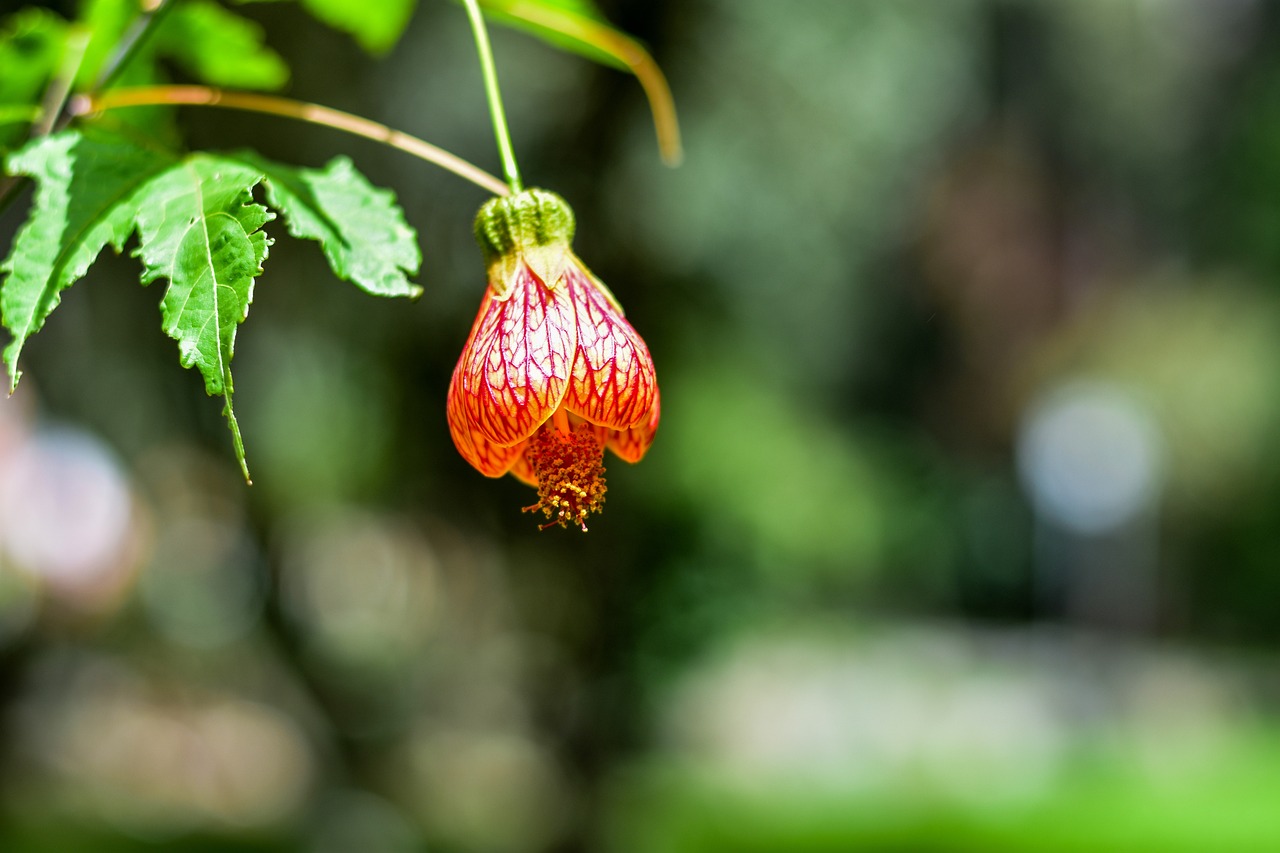 哈爾濱市松北區(qū)鴻竹花卉種植園 全國水族館企業(yè)名錄 第2張