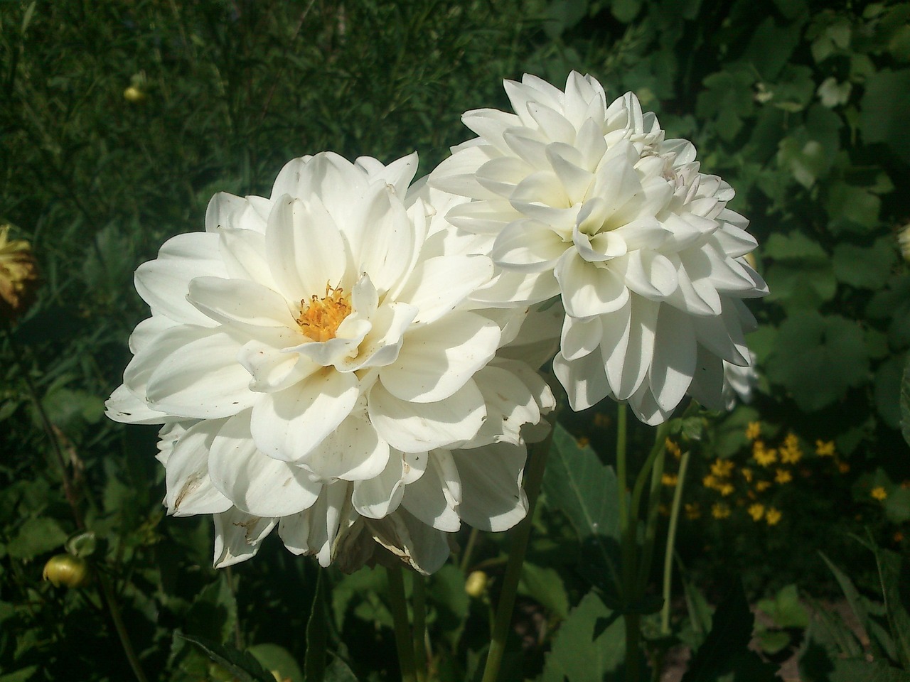 浙江鳳起花鳥(niǎo)城花太園藝商行（浙江鳳起花鳥(niǎo)城(鳳起東路)）