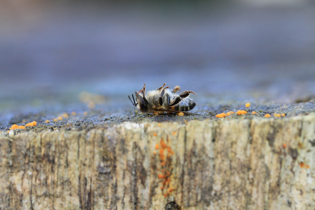 黑魚(yú)觀賞魚(yú)視頻教程下載（黑魚(yú)觀賞魚(yú)視頻教程下載安裝）